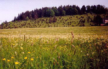 Onstmettingen - eine typische Landschaft der schwbischen Alb