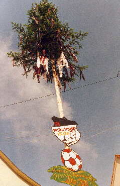 Eine andere Art von Baum wiederum in Mhringen entdeckt - 15.06.2001