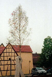 08.05.2001 - Maibaum in Unterjettingen - eine geschmckte Birke