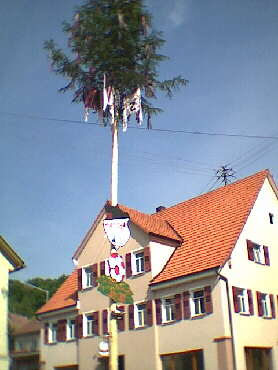 Eine andere Art von Baum wiederum in Mhringen entdeckt - 15.06.2001