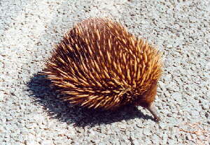 Kurzschnabeligel (Tachyglossus aculeatus)