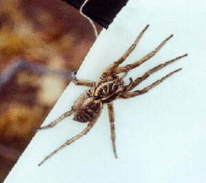 Garden Wolf Spider - Lycosa godefroyi