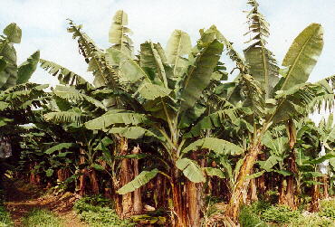 QLD - Bananenplantagen