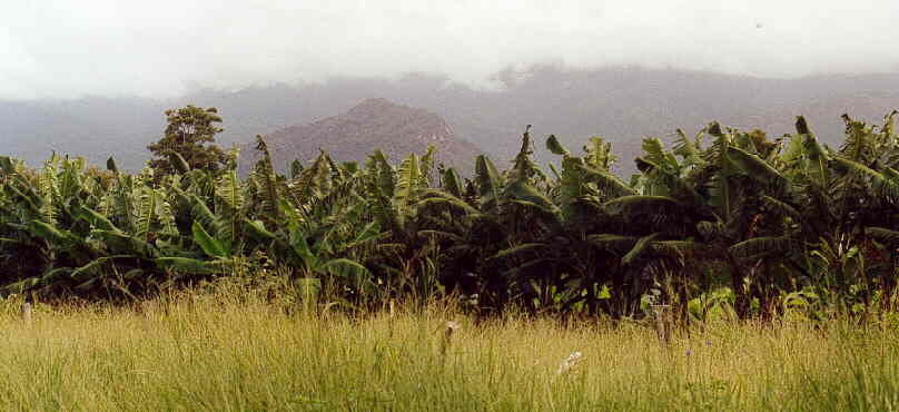 QLD - Bananenplantagen