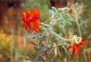 Schlichtweg die Blume des Outback!