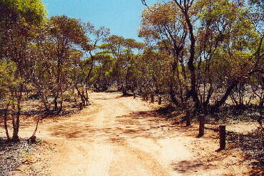 Mungo NP - typische Road durch den Busch auf dem 70 Kilometer Loop