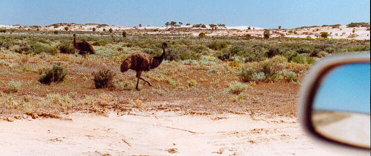Mungo NP - Emus kreuzen die Road