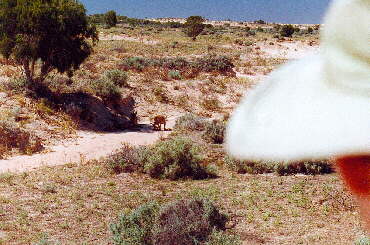 Mungo NP - Knguruh neugierig am Straenrand
