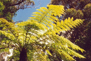 Springbrook Nationalpark