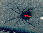Sydney Spider