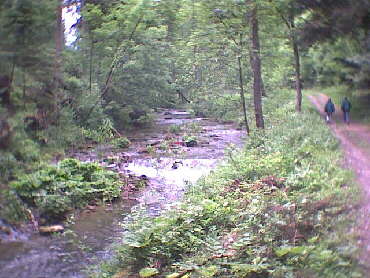 Betzweiler-Wlde - dort wo der Wildbach rauscht