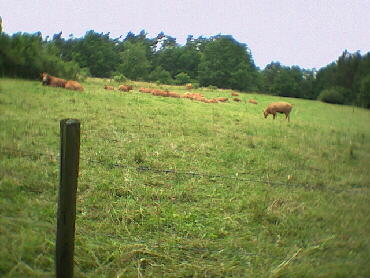 Deufringen - 08.07.2001 - IVV-Wanderung