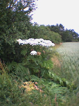 Deufringen - 08.07.2001 - IVV-Wanderung