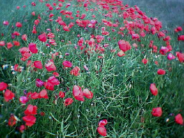 (c)2002 KPKproject - Hart