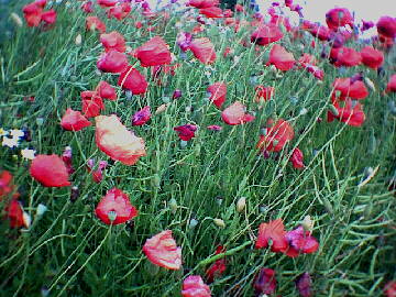 (c)2002 KPKproject - Hart