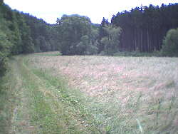 Haigerloch-Hart - 17.06.2001 - ein ungewollter aber dennoch schner Abstecher in eine reizvolle Auenlandschaft