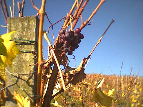 (c)2002 KPKproject - IVV-Wanderung  - Kernen i.R.