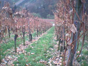 2001 Kernen i.R. - die Weinberge werden gestrmt