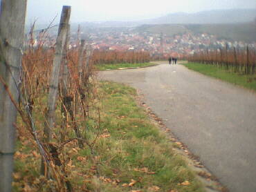 2001 Kernen i.R. - die Weinberge werden gestrmt