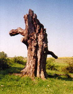 Onstmettingen - Wegweiser, Erinnerung an alte Zeiten, oder nur ein Baum