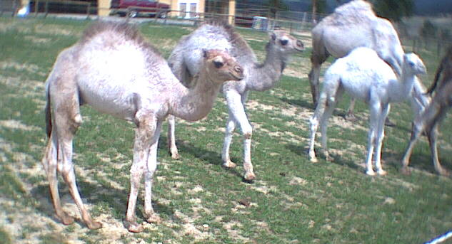 (c)2002 KPKproject - Rotfelden
