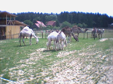 (c)2002 KPKproject - Rotfelden