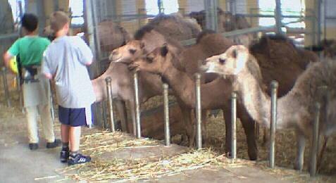 (c)2002 KPKproject - Rotfelden