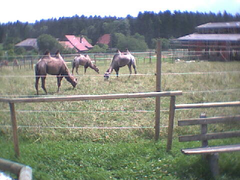 (c)2002 KPKproject - Rotfelden