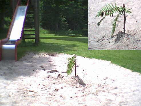 15.06.2001 - Schömberg - Start der Strecke der Versuch einen Touch von Karibik ins nasse Deutschland zu holen? Entdeckt und fotografiert auf dem Spielplatz