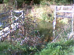 Tuningen/fingen - unterwegs - ein abtauchendes Nutria gesichtet oder was war das braune Ding das abtauchte?