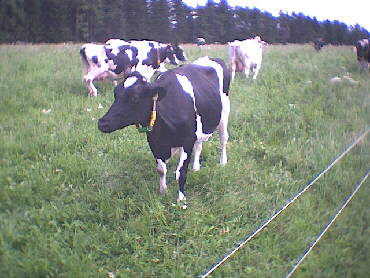 (c)2002 KPKproject - IVV-Wanderung  - Harthausen a.d. Scher