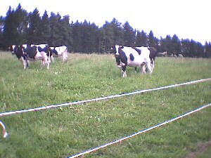 (c)2002 KPKproject - IVV-Wanderung  - Harthausen a.d. Scher