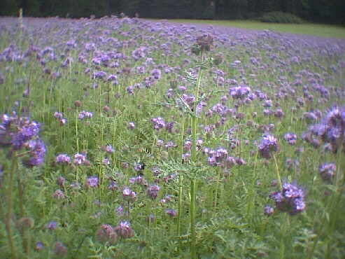 (c)2002 KPKproject - IVV-Wanderung  - Harthausen a.d. Scher