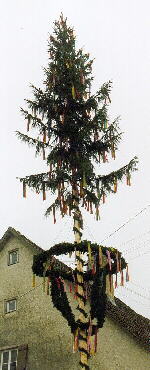 08.05.2001 - Maibaum in Mhringen