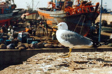 Essaouira am Hafen