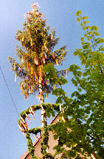 05.2001 - Maibaum in Mhringen