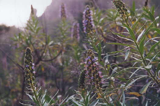 (c)2002 KPKproject - La Caldera