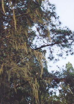(c)2002 KPKproject - La Caldera