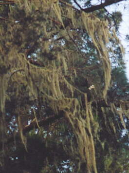 (c)2002 KPKproject - La Caldera