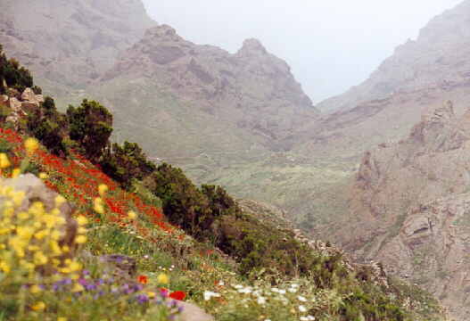 (c)2002 KPKproject - Tenerife - Nord-West - Teno
