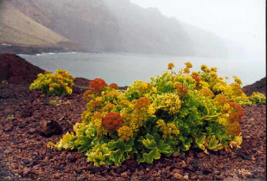 (c)2002 KPKproject - Tenerife - Nord-West - Teno - Punta de Teno