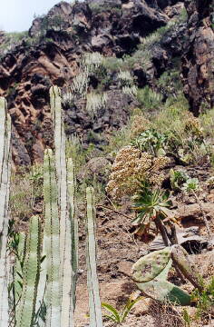 (c)2002 KPKproject - Tenerife - Sd-West - Adeje - Barranco del Infierno