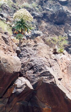 (c)2002 KPKproject - Tenerife - Sd-West - Adeje - Barranco del Infierno