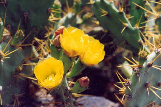 (c)2002 KPKproject - Tenerife - Sd-West - Adeje - Barranco del Infierno