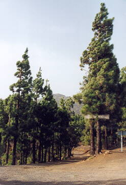 (c)2002 KPKproject - Auf dem Weg zum Teide-NP von La Esperanza kommend
