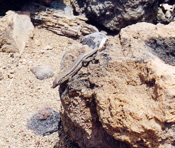 (c)2002 KPKproject - Caldera de las Canadas - Los Roques