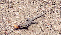 (c)2002 KPKproject - Caldera de las Canadas - Los Roques