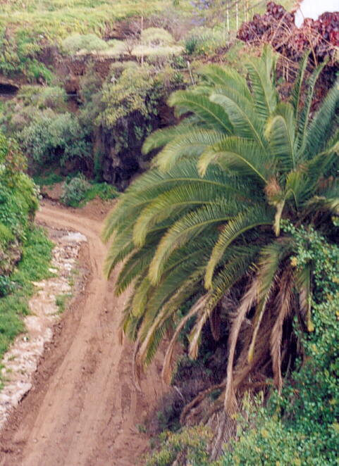 (c)2002 KPKproject - Puerto de la Cruz - direkt am Pez Azul