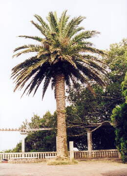 (c)2002 KPKproject - Tenerife - Ost