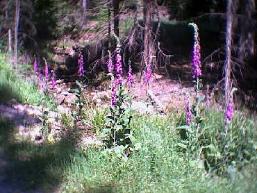 Der Weg zum Herrenwieser See